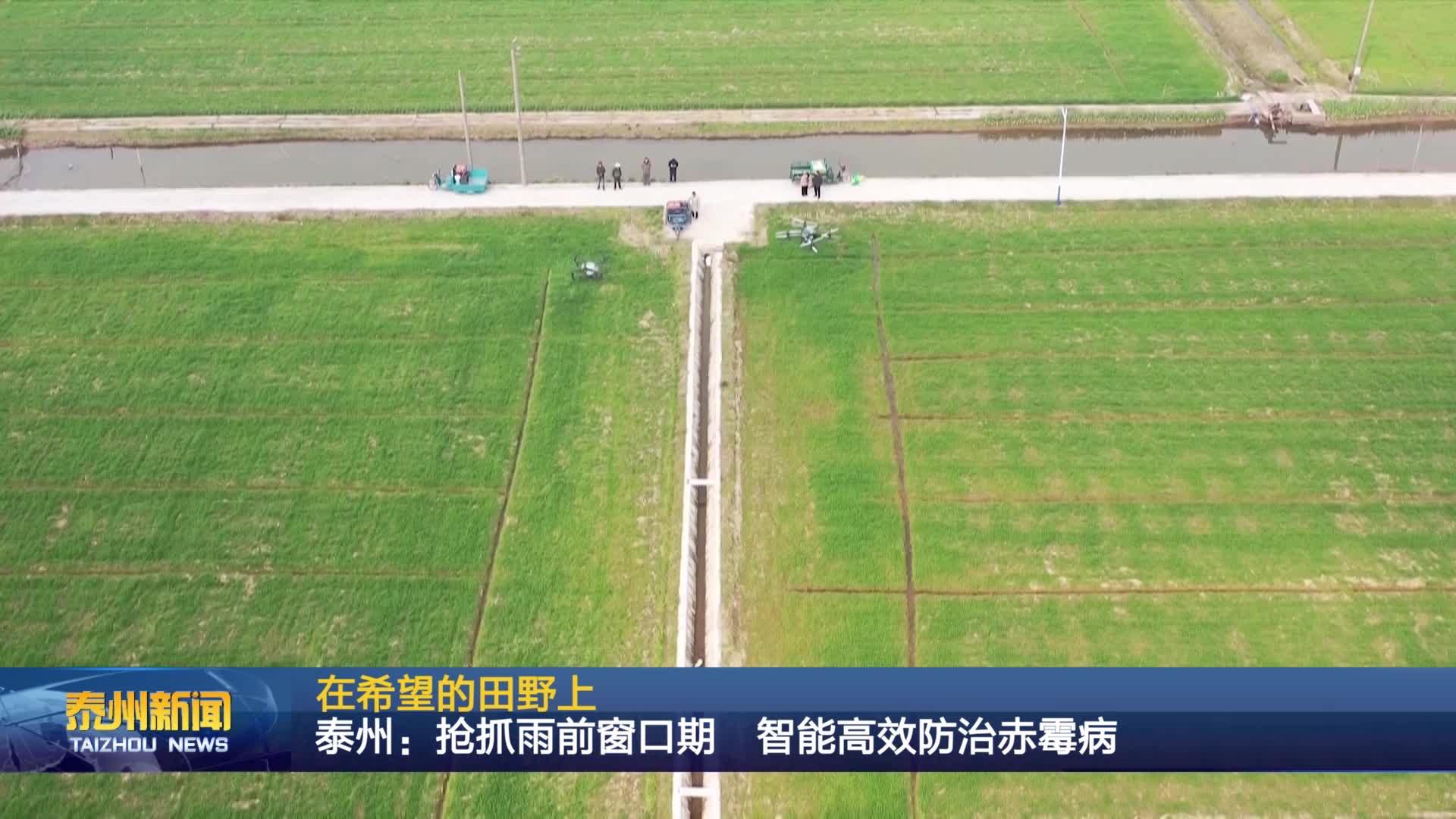 泰州：抢抓雨前窗口期  智能高效防治赤霉病